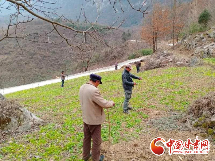 【甘肅全民戰(zhàn)“疫”】戰(zhàn)“疫”中，隴南稻坪的春天