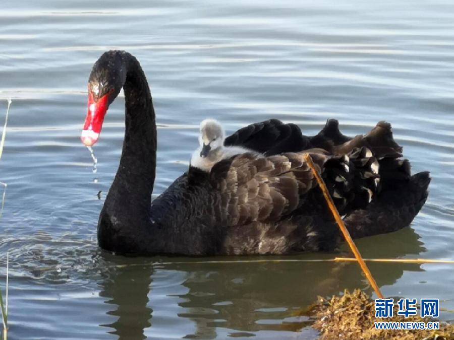 萌化了！黑天鵝寶寶出窩“游湖”
