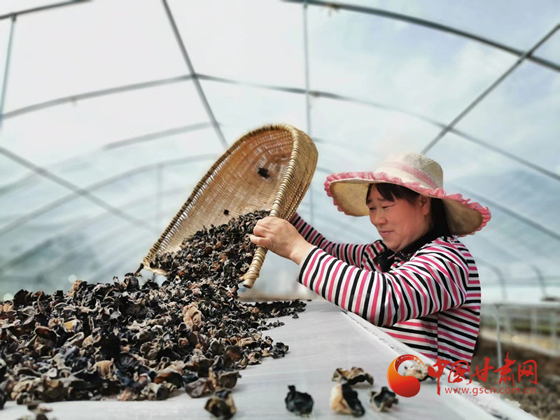 康縣：木耳菌袋結(jié)出脫貧致富的“幸?；ā?>
        </a><em>康縣：木耳菌袋結(jié)出脫貧致富的“幸?；ā?/em></li>
    <li><a  target=
