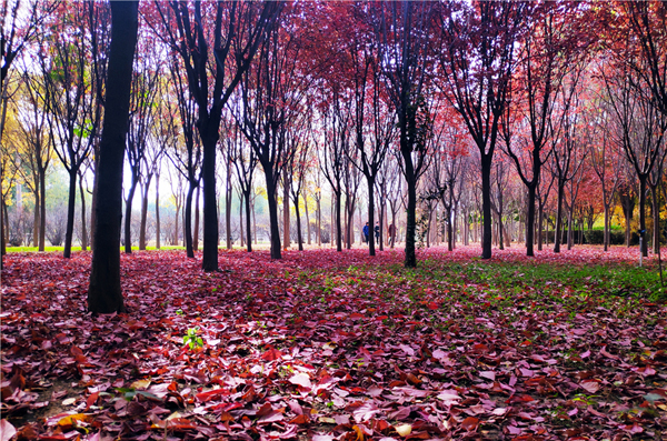 【“醉”美深秋 】深秋，請到蘭州這片紅葉林里走走