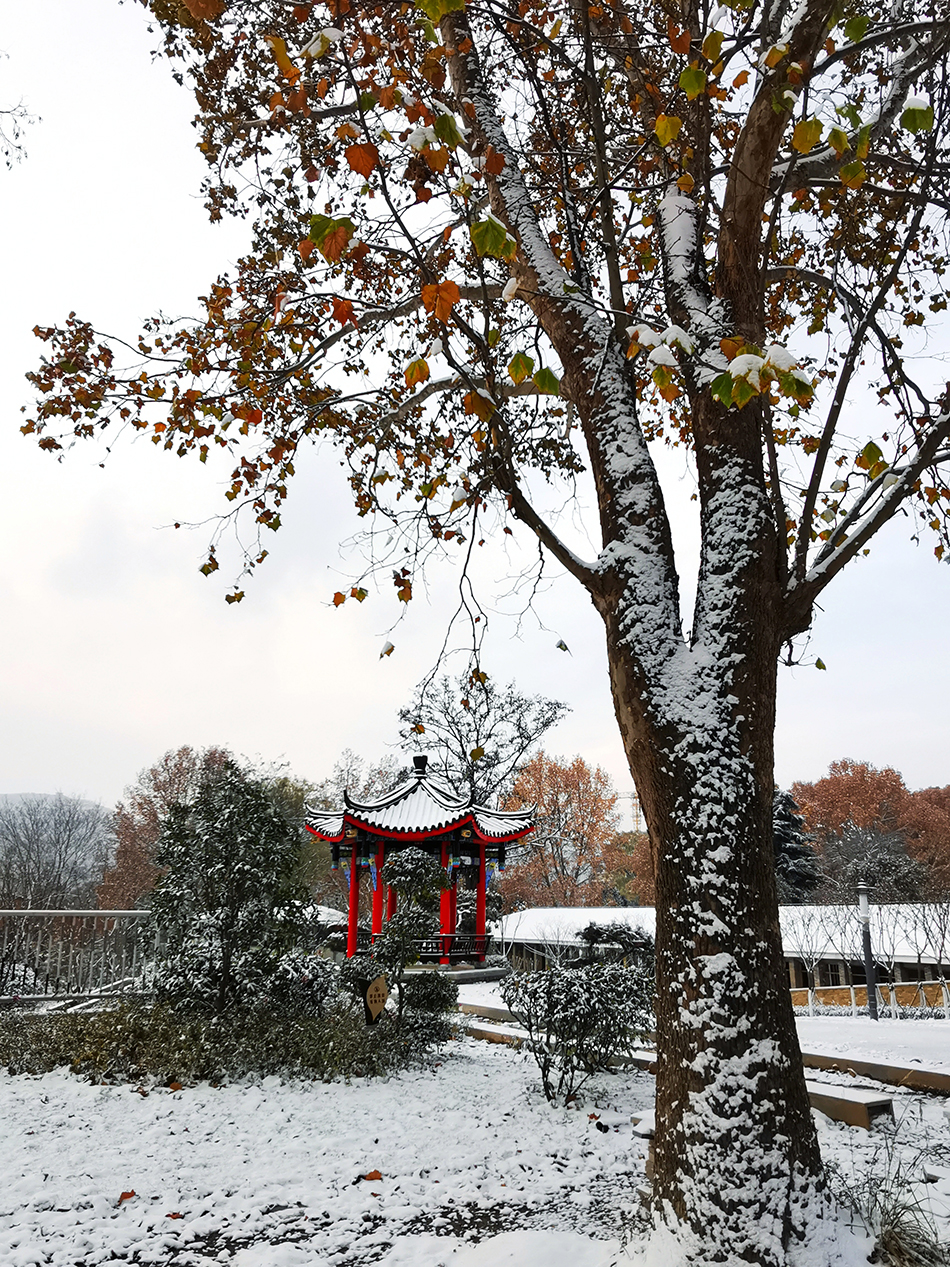 高清大圖|天水弘文園初雪，你喜歡嗎？