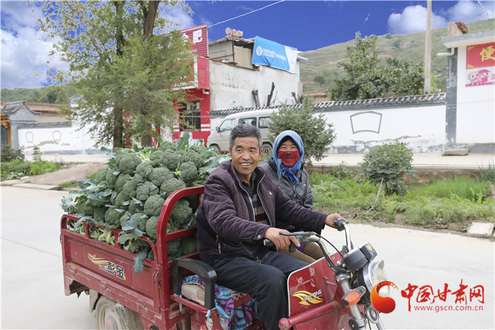 蘭州榆中：高原夏菜對全縣農(nóng)民人均收入的貢獻率達到40%以上