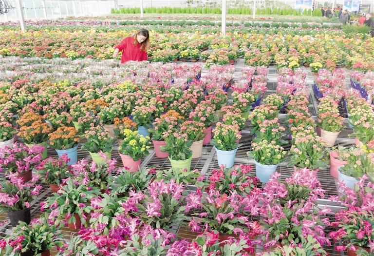 臨夏縣20多萬株水仙花、杜鵑、蝴蝶蘭等60多種花卉競相綻放