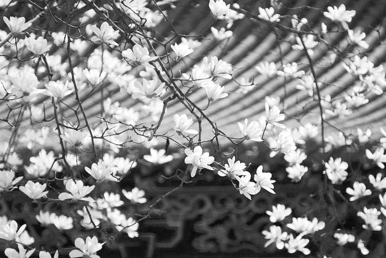 天水雙玉蘭堂，吟杜甫詩(shī) 煎泉水茶 賞白石書(shū)法