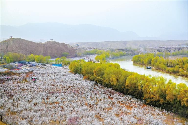 甘肅旅游丨唐汪杏花開 楚楚等君來 在這里賞花看丹霞，美哉！