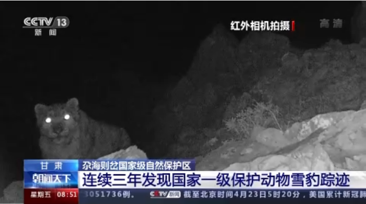 “大貓”出沒！甘肅尕海則岔保護(hù)區(qū)連續(xù)三年發(fā)現(xiàn)雪豹蹤跡