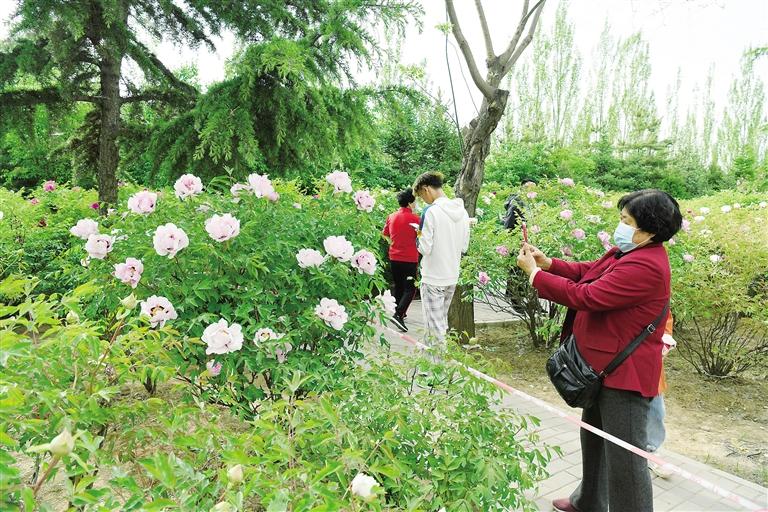 臨夏市北濱河路60里牡丹長廊里不同品種、顏色各異的牡丹花爭奇斗艷