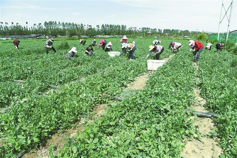 臨夏縣百益現(xiàn)代農(nóng)業(yè)公司種植的500多畝豌豆苗、甜豆等進(jìn)入豐產(chǎn)期
