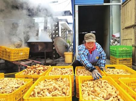 村民在康縣陽壩鎮(zhèn)陽壩村天麻種植大戶胡國強家加工天麻。