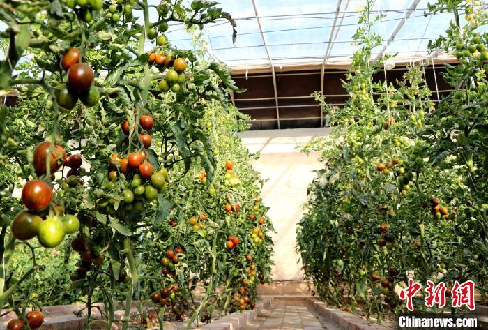 12月14日，甘肅省武威市民勤縣紅旗谷現(xiàn)代農(nóng)業(yè)產(chǎn)業(yè)園，溫棚內(nèi)“水果西紅柿”長勢(shì)良好。　馬愛彬 攝