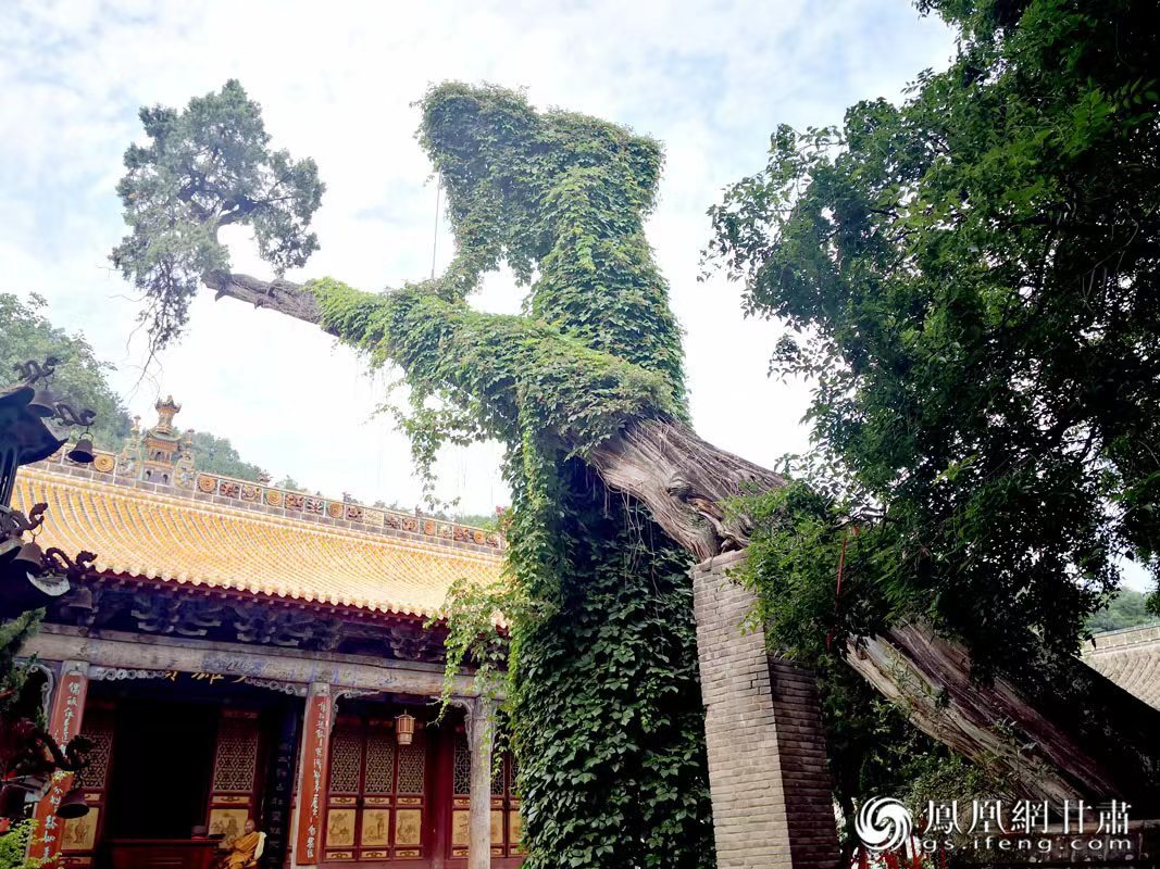 “山頭南郭寺，水號北流泉。老樹空庭得，清渠一邑傳?！倍鸥υ娭械摹袄蠘洹保傅木褪沁@株春秋古柏，為南郭寺的“鎮(zhèn)寺之寶”。胡江 攝