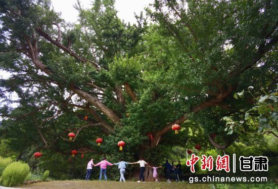 隴南徽縣境內(nèi)最古老的銀杏樹。當(dāng)?shù)貍髡f，它已有千年樹齡。（資料圖）殷春永 攝