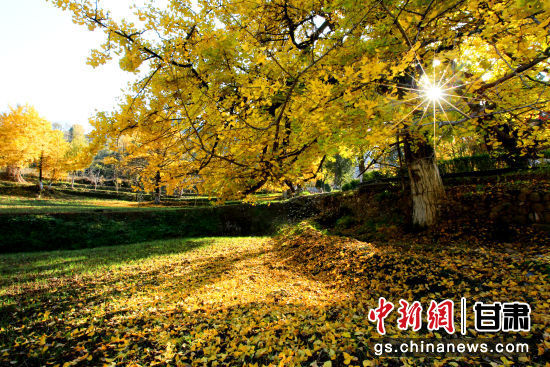 隴南徽縣銀杏樹最美的時(shí)候，當(dāng)屬每年的10月至11月。圖為樹葉已染黃的銀杏樹。張承榮 攝