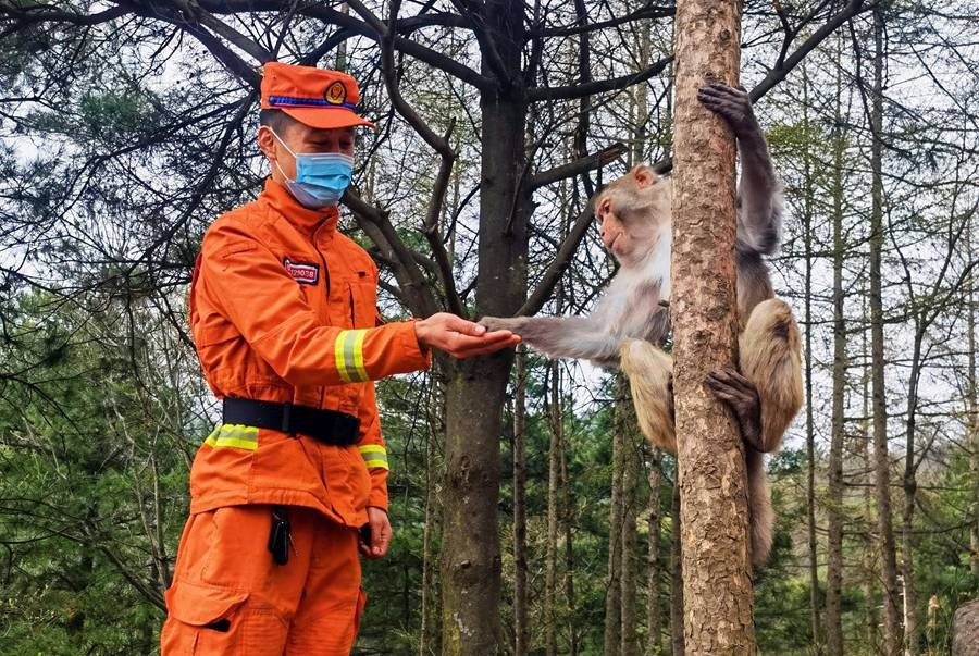 【甘快看】嗨！你好！甘肅隴南森林消防員巡護(hù)途中偶遇野生獼猴群