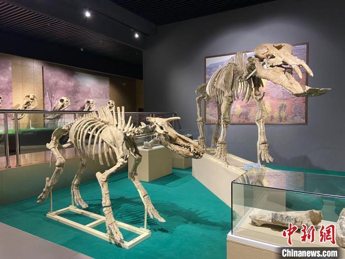 圖為5月底，和政縣古動物化石博物館內(nèi)修復(fù)后的古生物化石?！「哒?攝