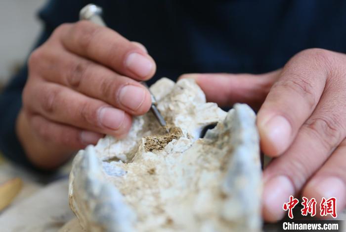 2022年6月，在和政古動物化石博物館內(nèi)，古生物化石修復(fù)師對化石進行修復(fù)。(資料圖) 高展 攝