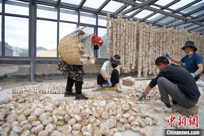5月10日，甘肅省甘南藏族自治州迭部縣一青稞酒廠，工作人員用青稞面和青稞草等制成的曲坯用繩子串起來，方便掛起來曬干。九美旦增　攝