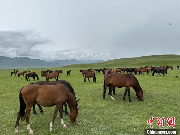 7月中旬，在山丹馬場草原上吃草的“山丹馬”。　戴文昌 攝